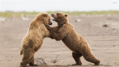 bear cubs fighting wallpaper animal wallpapers