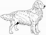 Retriever Chien Hunde Tiere Realistic Honden Chiens Wit Zwart Goldendoodle Plaatjes Pyrenees 1001 Animaatjes Malvorlagen Plaatje Hundebilder Stempelwinkel Afkomstig Retrievers sketch template