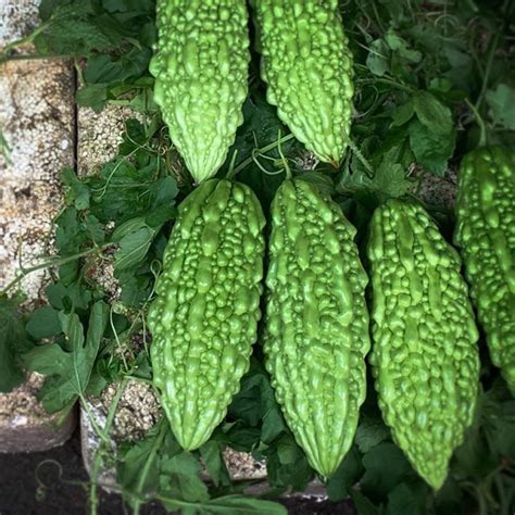 bitter gourd gm freshji