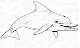 Dolphin Dolphins Delfin Delfines Coloriage Delfini Dauphins Dauphin Golfinhos Delfino Detaillierte Desene Tiere Ausmalbilder Coloriages Bottlenose Ausmalbild Colorir Coloring Malvorlage sketch template