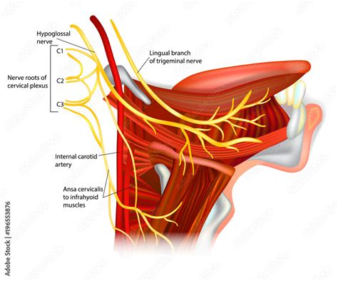 cranial nerves hypoglossal nerve ansa hypoglossi  muscles
