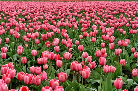 images blossom flower petal bloom tulip flora plants