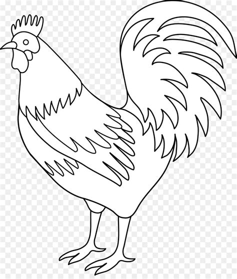 populer  gambar hitam putih ayam gani gambar