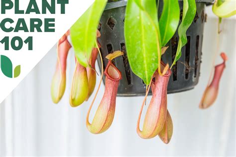 pitcher plant care    grow  carnivorous plant indoors bob vila