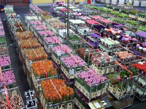 aalsmeer flower auction bloemenveiling aalsmeer trip advisor holland netherlands
