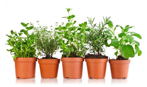 The Best Herbs To Grow Indoors On Your Windowsill