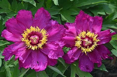 southern peony  intersectional peony blooms week  early