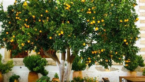 grow   delightfully delicious oranges garden   hill