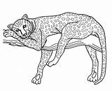 Cheetah Colorier Leopardo Paginas Printablefreecoloring sketch template