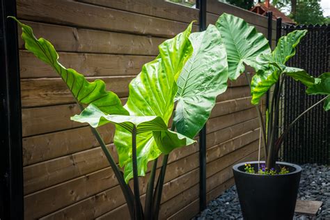 alocasia  giant philodendron      plant house