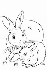 Coloring Rabbit Bunny Pages Baby Realistic Bunnies Cute Velveteen Drawing Real Roger Animals Color Print Duggee Hey Printable Getcolorings Getdrawings sketch template