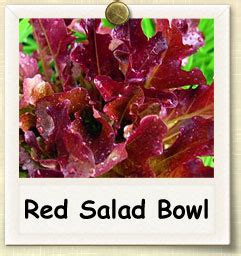 grow red salad bowl lettuce guide  growing red salad bowl