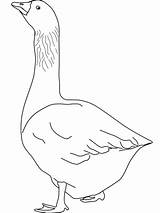 Oca Oche Disegnare Facili Goose Categorie sketch template