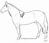Coloring Horse Pages Criollo Morgan Horses Colouring Quality Lineart Western Palomino Color Deviantart sketch template