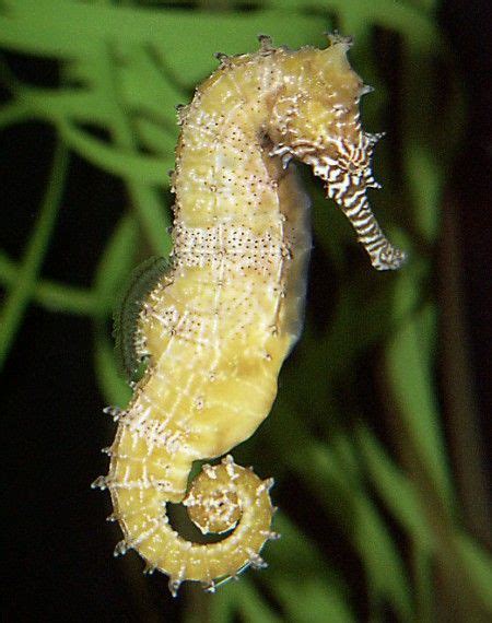 pin  jan harris  seahorses seahorse ocean creatures life   sea