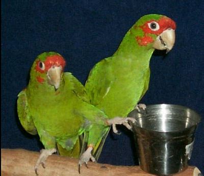 parrot  parakeet   parakeet  parrot  love parakeets