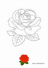 Rose Coloring1 sketch template