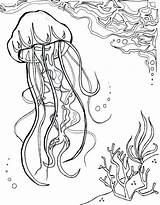 Coloring Pages Sea Sponge Jellyfish Getcolorings Realistic Nautical Animal sketch template