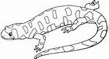 Lizard Salamandra Mewarnai Salamandre Kadal Kolorowanki Jaszczurki Kameleon Gecko Kolorowanka Salamandras Druku Lagarto Pobrania Dibuos Anfibios sketch template