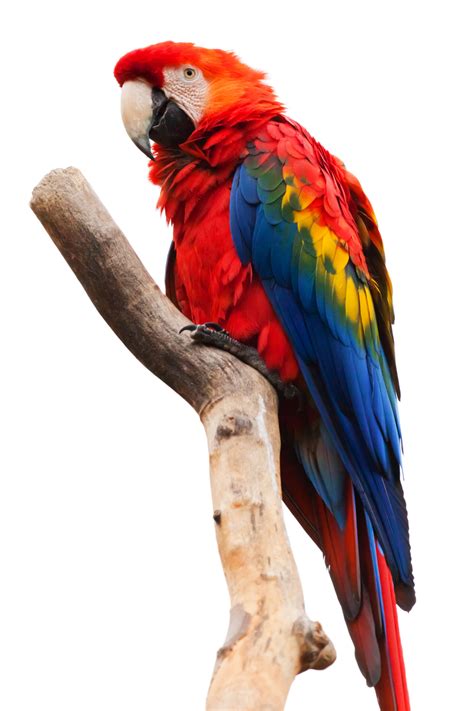 scarlet macaw isolated  stock photo public domain pictures