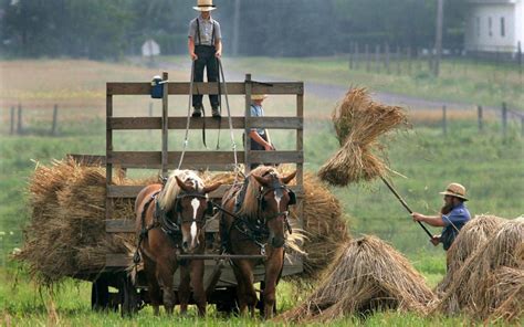 ~ Amish Farming ~ Sarah S Country Kitchen ~ Usa Amish Farm Amish
