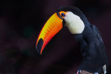 toucan  parrot whats  difference   birds pet advisers