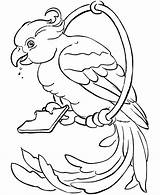 Parrot Coloring Pages Kids Printable sketch template