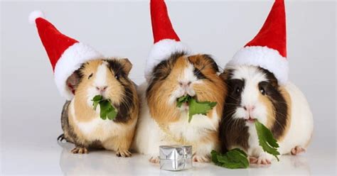 amazing christmas related names  guinea pigs petsvills