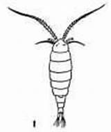 Zooplankton Plankton Copepod sketch template