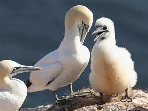 gannet chick eating championships provoke anger  wildlife lovers  independent