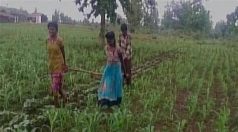 Madhya Pradesh Farmer Uses Teenage Daughters To Plough Farm India