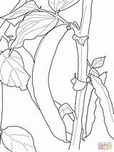 Haricot Ausmalbilder Coloriage Vert Fasola Sprout Fasoli Ausmalbild Dessin Kolorowanka Nasiona Coloriages Druku Kolorowanki Nounoudunord Bricolages sketch template