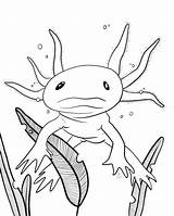 8x10 Axolotl sketch template