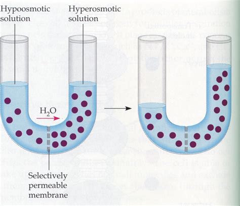 la osmosis biologia