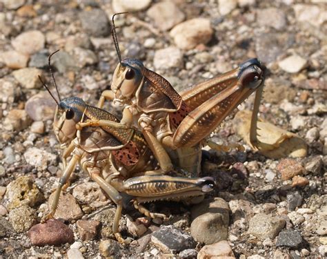 arizona beetles bugs birds   lubbers  largest grasshoppers