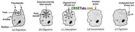 nutrition  amoeba process  holozoic mode  nutrition cbse tuts