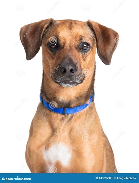 closeup cute brown dog facing  stock image image  crossbreed