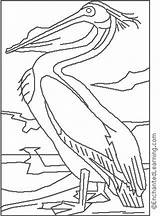 Audubon Coloring Pelican Pages Enchantedlearning Color James John Paint Region Click Artists sketch template