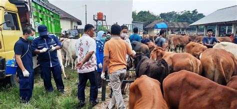 jelang idul adha dinas peternakan  kesehatan hewan kabupaten subang