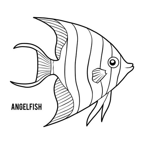 emperor angelfish illustrations royalty  vector graphics clip
