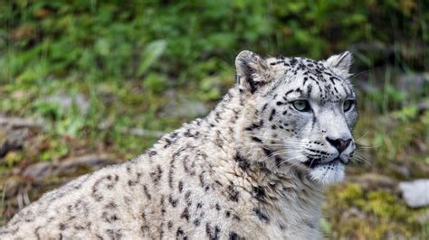 Download Wallpaper 1280x720 Snow Leopard Predator Big