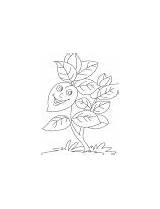 Basil Coloring Plant Vase sketch template