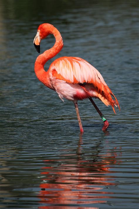 picture   beautiful flamingo  wild animals