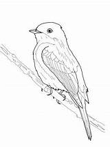 Phoebe Coloring Eastern Sketches Bird Choose Board Drawings sketch template