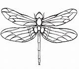 Dragonfly Coloring Printable Color Pages Getcolorings Print sketch template