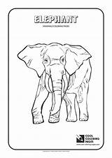 Coloring Pages Mammals Elephant Cool Dormouse Color Kids Getcolorings Printable Tuatara Animal sketch template