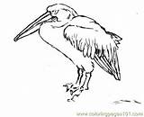 Pelican Coloring Printable Birds sketch template