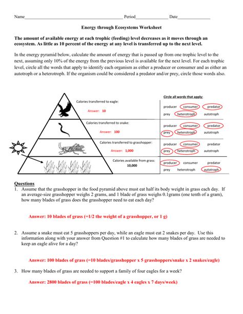 energy flow worksheet answers