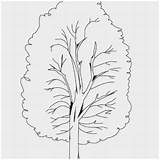Tree Sycamore Drawing Coloring Paintingvalley sketch template