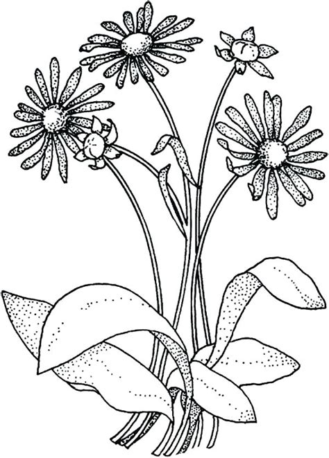 wildflower coloring pages drawings sketch coloring page